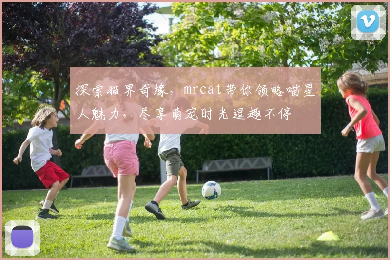 探索猫界奇缘，mrcat带你领略喵星人魅力，尽享萌宠时光逗趣不停